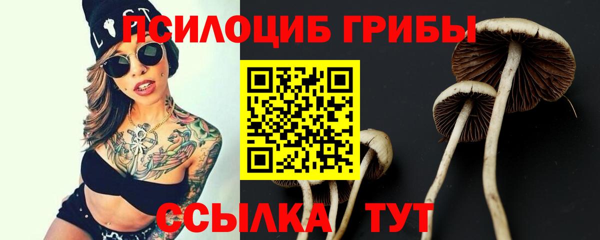 где продают наркотики  Вход с VPN  Тамбов  Псилоцибиновые грибы Cubensis 